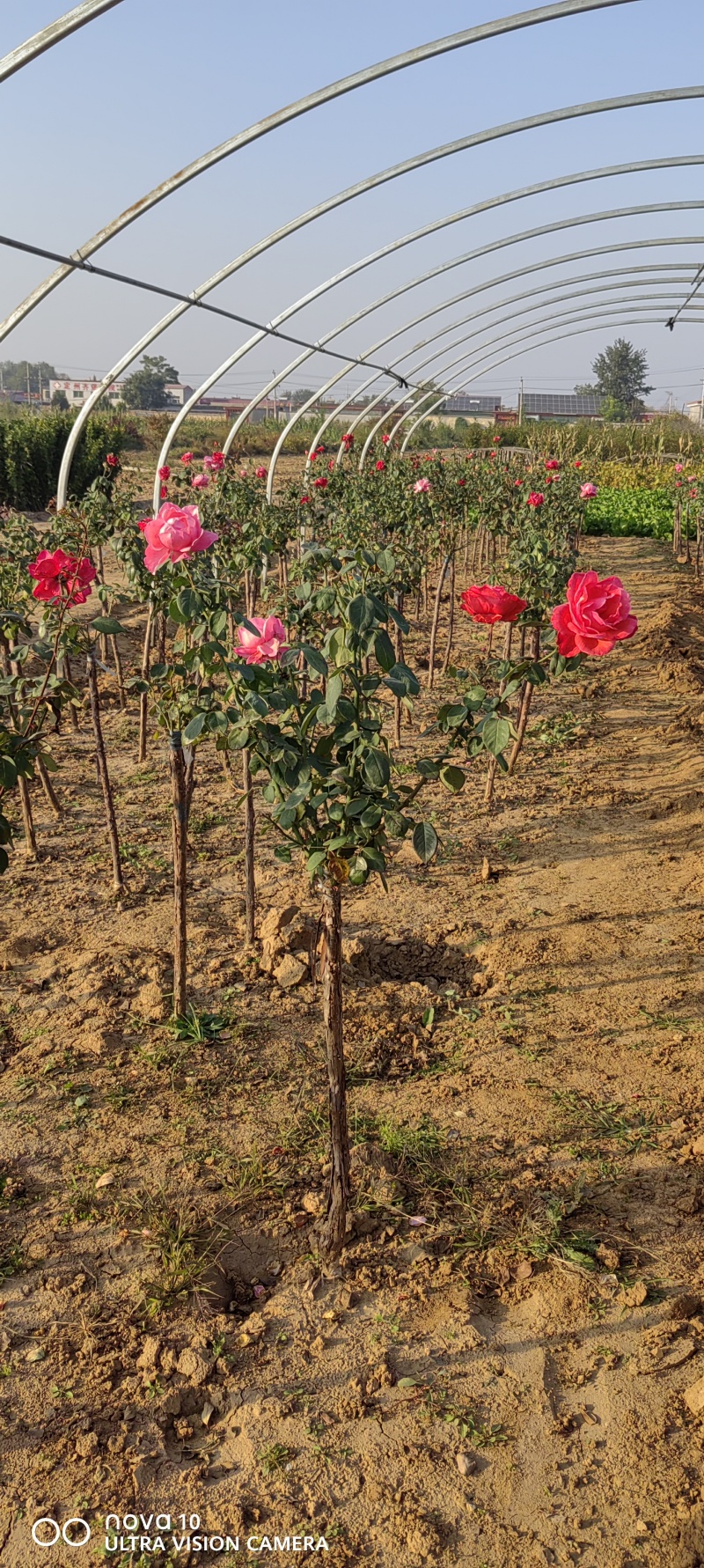 月季花月季树大花月季丰花月季高杆月季量大价美