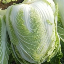新鲜青岛白菜，当地产地直供