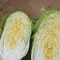 新鲜青岛白菜，当地产地直供