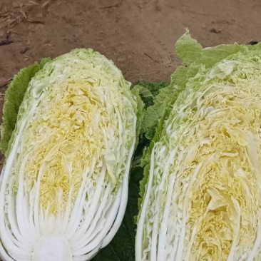 新鲜青岛白菜，当地产地直供