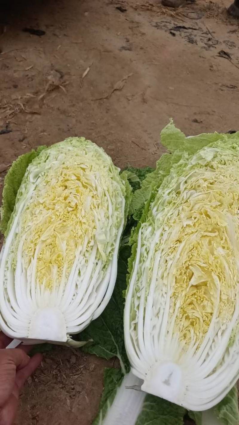 新鲜青岛白菜，当地产地直供