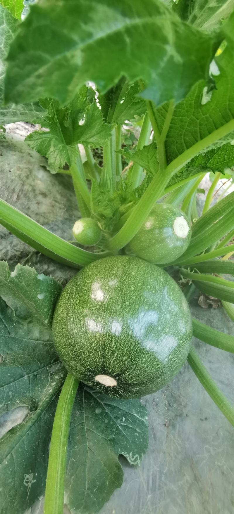 绿色圆西葫芦种子大澳荣耀早熟结瓜多青绿色抗病毒