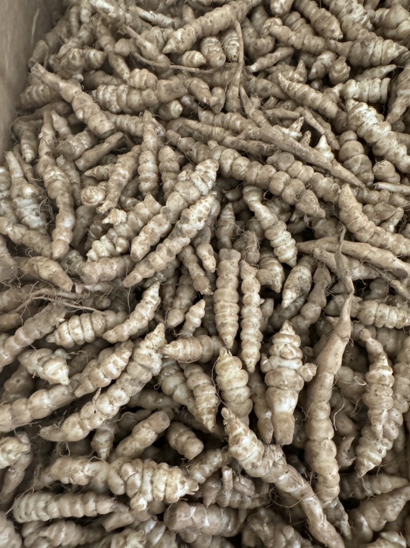 螺丝菜地环宝塔菜产地直发
