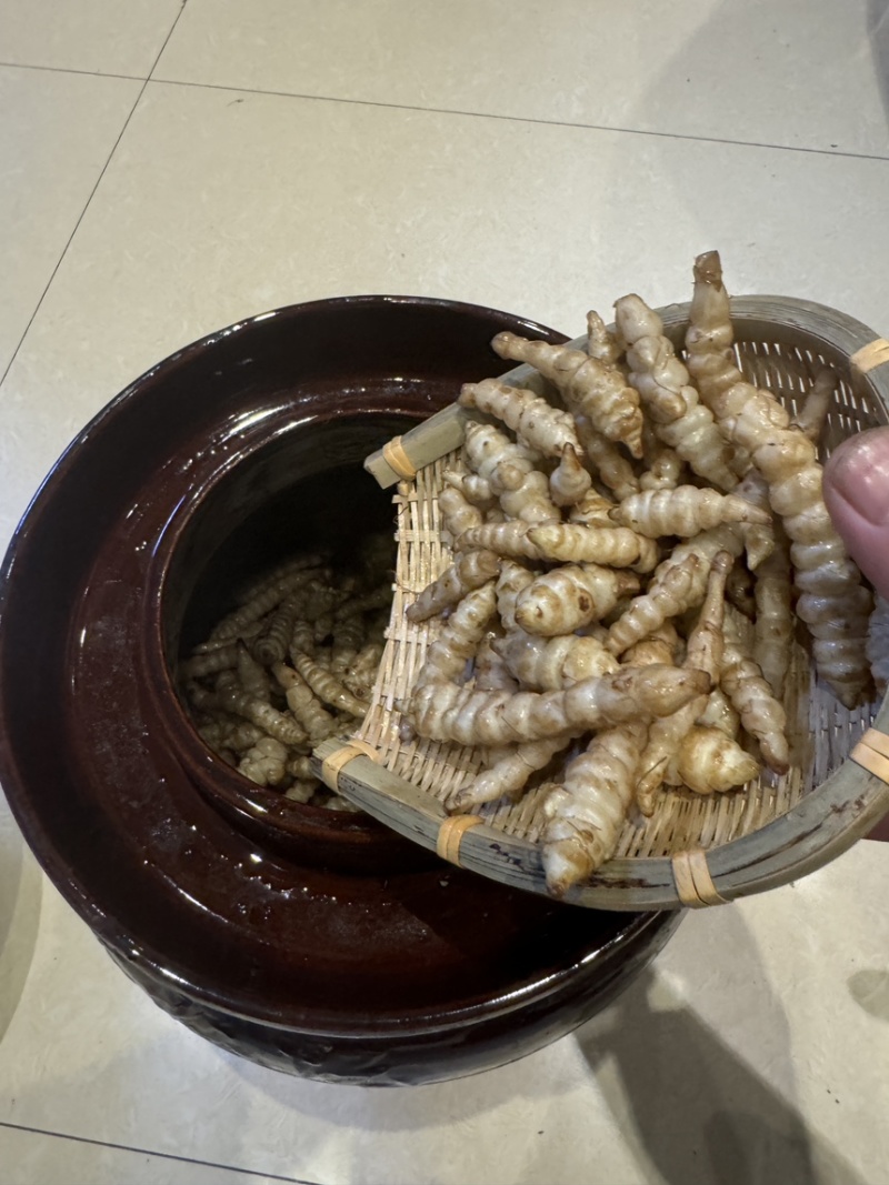 螺丝菜地环宝塔菜产地直发