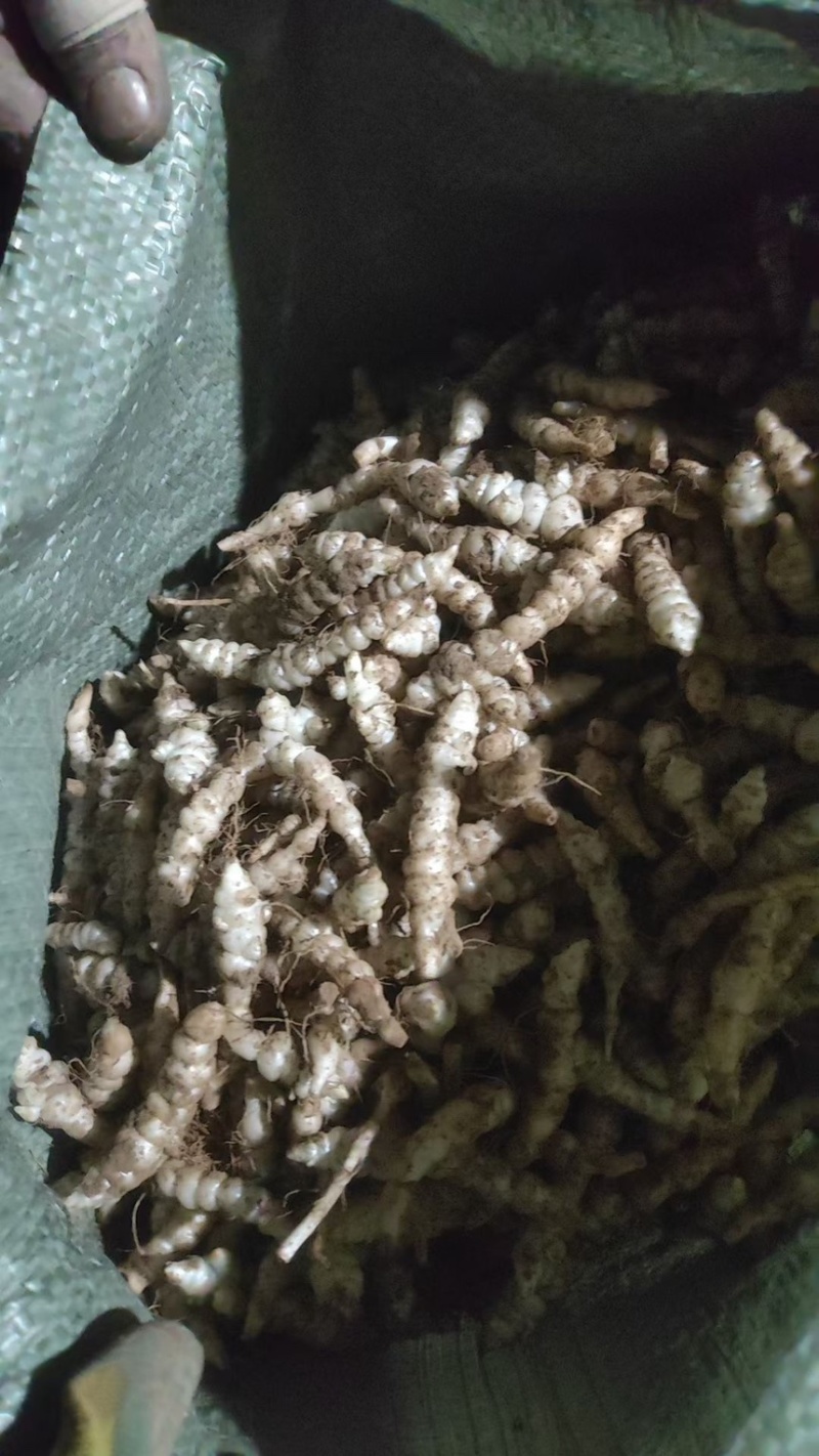 螺丝菜地环宝塔菜产地直发