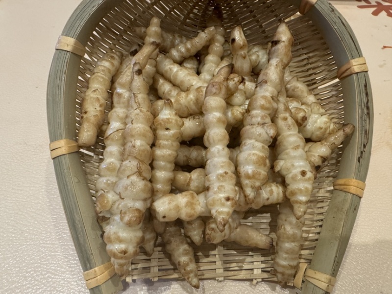 螺丝菜地环宝塔菜产地直发