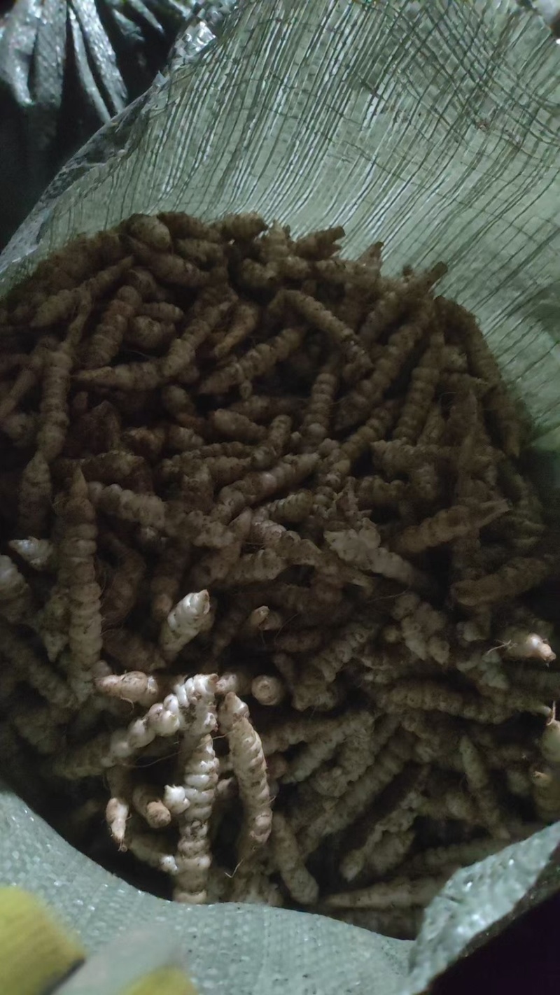 螺丝菜地环宝塔菜产地直发