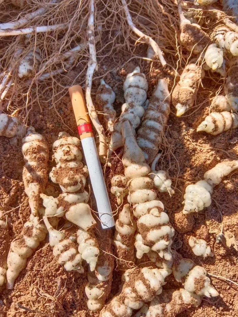 螺丝菜地环宝塔菜产地直发