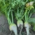 小花缨芥菜芥菜疙瘩大头菜带叶芥菜疙瘩
