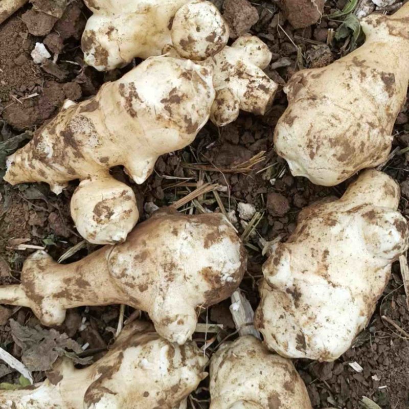 白洋姜红洋姜胰岛果鬼子姜菊芋洋芋头