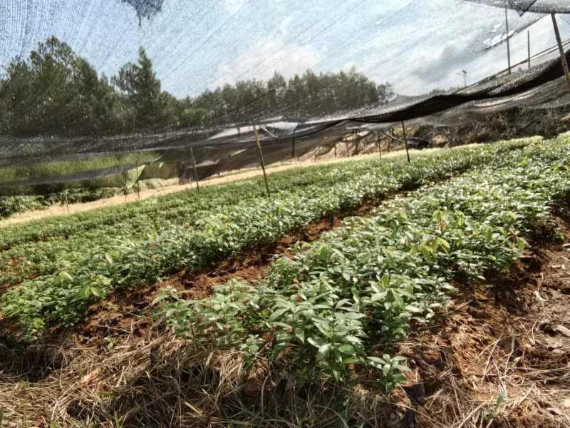 金丝楠木种苗，量大从优，80公分左右，地点平昌，不活补发