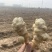 现挖现发新鲜洋姜鬼子姜菊芋独头多头