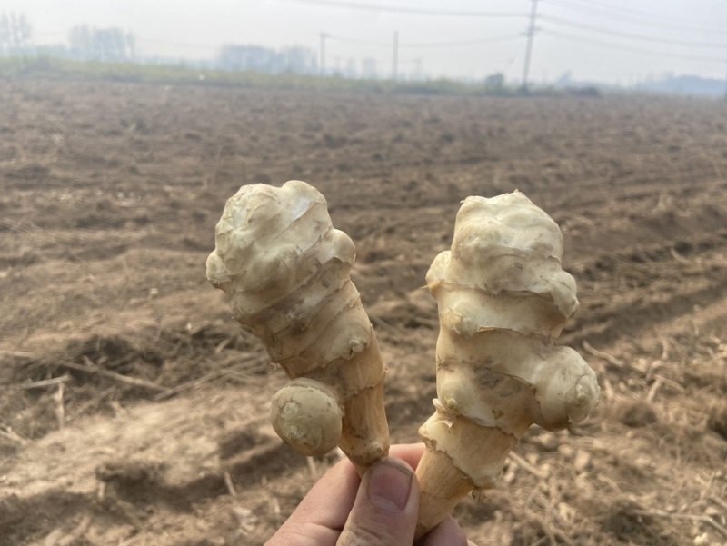 现挖现发新鲜洋姜鬼子姜菊芋独头多头