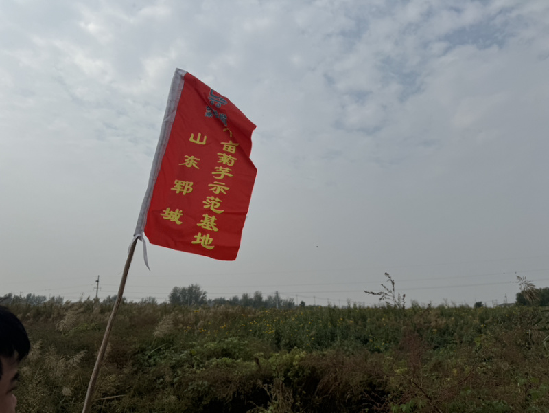 现挖现发新鲜洋姜鬼子姜菊芋独头多头