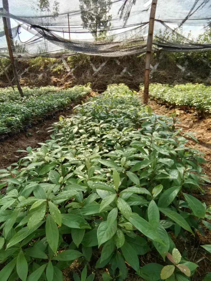 金丝楠木种苗，量大从优，80公分左右，地点平昌，不活补发