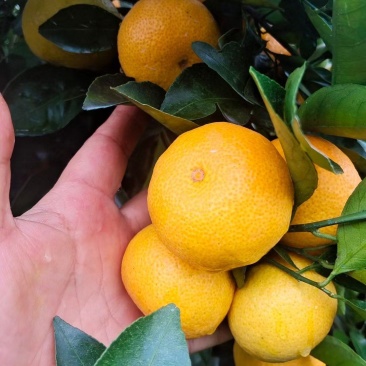 新余蜜橘，大量供应欢迎老总对接