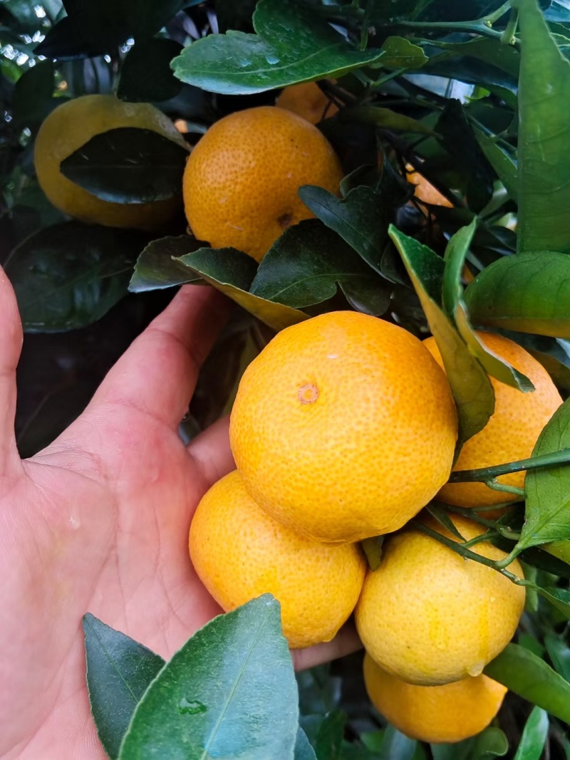 新余蜜橘，大量供应欢迎老总对接