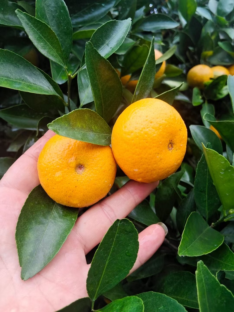 新余蜜橘，大量供应欢迎老总对接