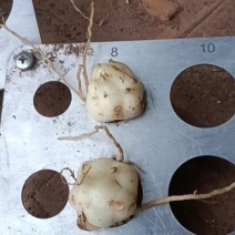 食用百合原种观赏百合绿化花海效果好