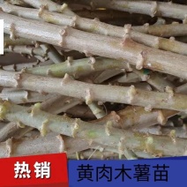 食用木薯树面包木薯苗木薯种苗面包木薯华南九号苗黄肉苗1件