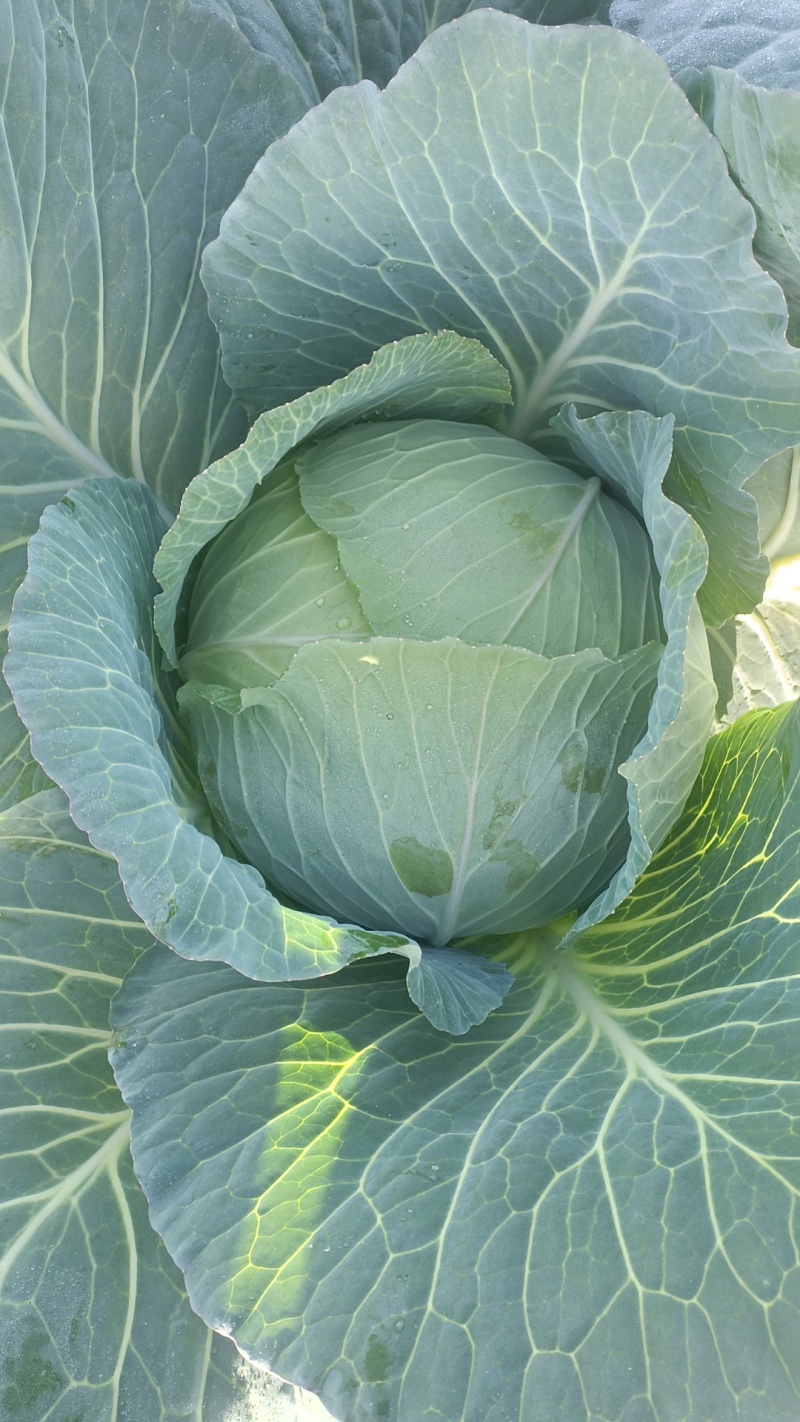 扁包菜，奥奇娜莲花白上市中，无虫无裂耐运输有需要的联系