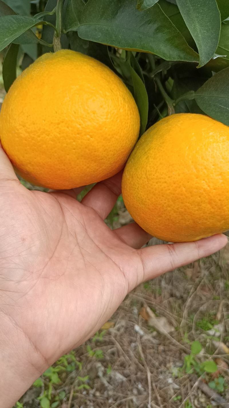 爱媛果冻橙38产地直发一手货源量大价优欢迎老板致电咨询