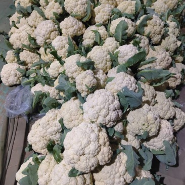 新鲜采摘的松花菜，健康美味，**特惠！