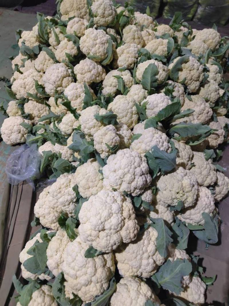 新鲜采摘的松花菜，健康美味，**特惠！
