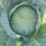 奥奇娜，包菜大量上市，保质保量，无虫无裂，耐运输欢迎收购
