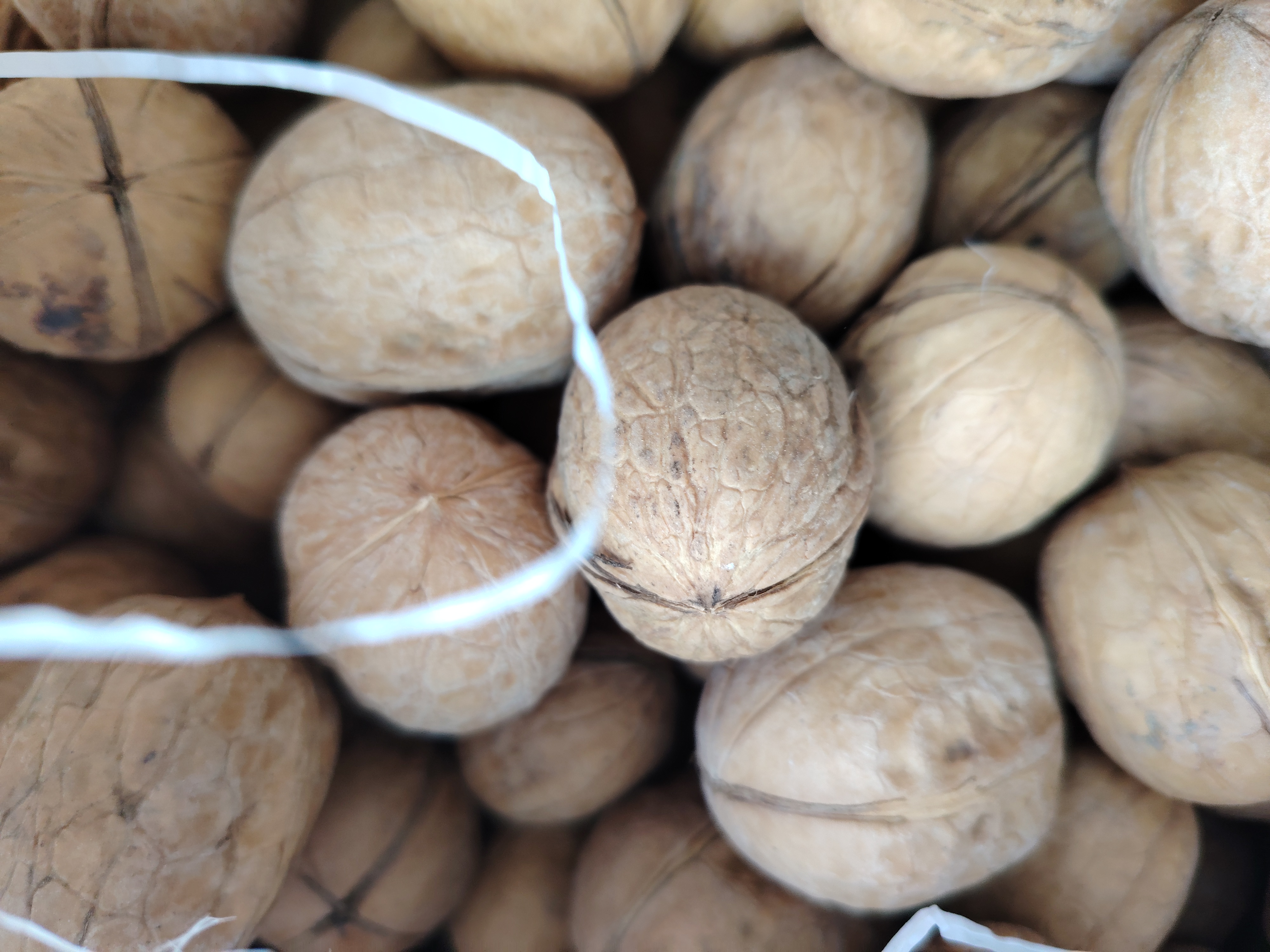 核桃串珠数量示意图