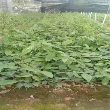 土茯苓种苗