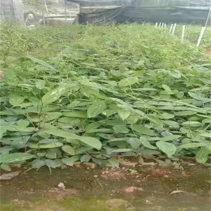 土茯苓种苗