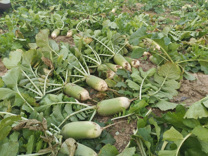青萝卜露头青