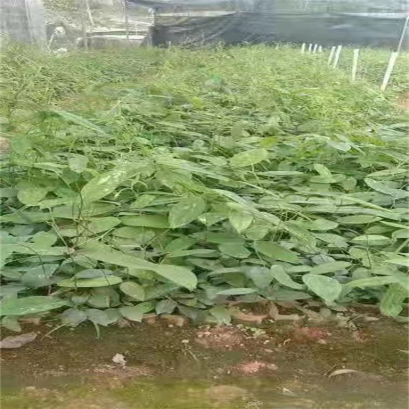 土茯苓种苗