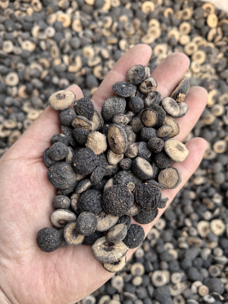 枳实江西枳实小枳实多种规格有货供应七彩百草中药材批发