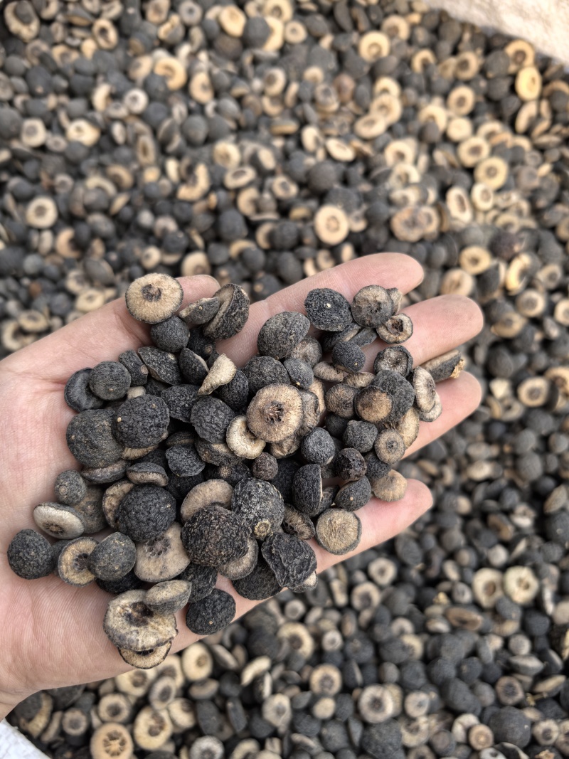 枳实江西枳实小枳实多种规格有货供应七彩百草中药材批发