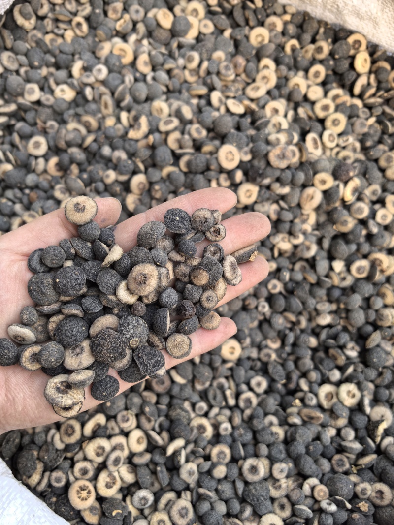 枳实江西枳实小枳实多种规格有货供应七彩百草中药材批发