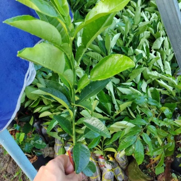 高60品质正宗有毛黄龙一号