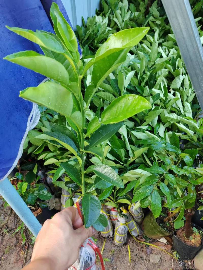 高60品质正宗有毛黄龙一号