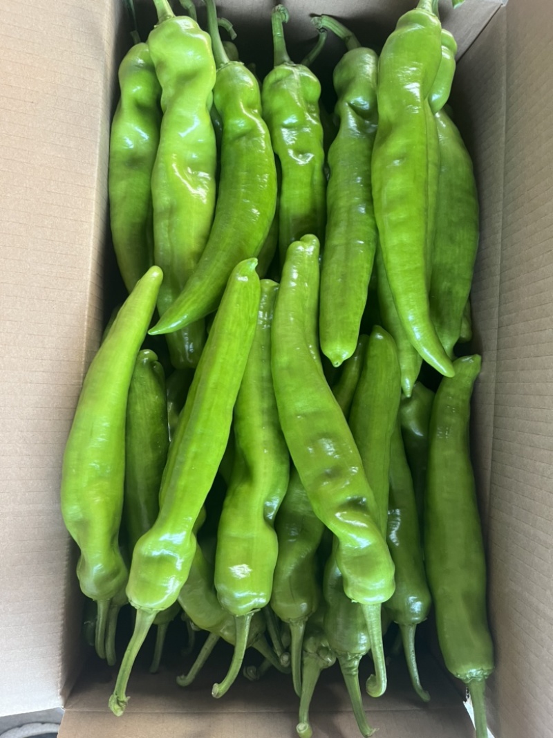 精品尖椒，大量上市中精品辣椒支持市场商超代发全国