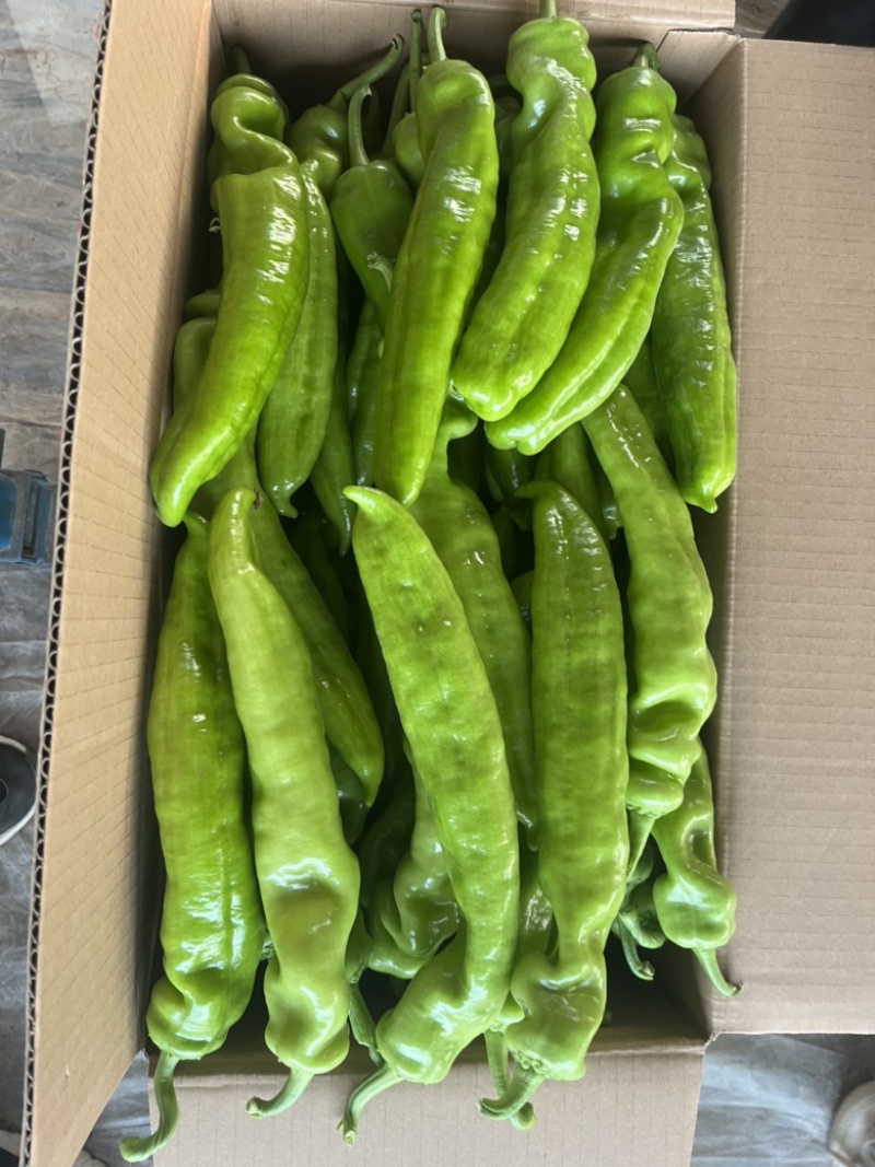 精品尖椒，大量上市中精品辣椒支持市场商超代发全国