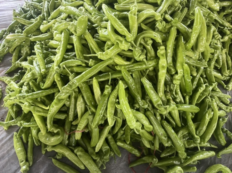 精品尖椒，大量上市中精品辣椒支持市场商超代发全国