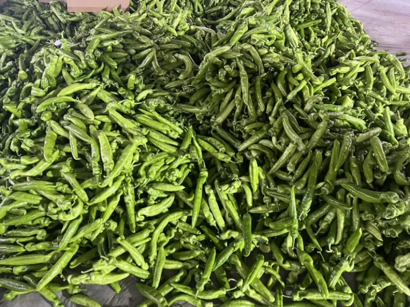 精品尖椒，大量上市中精品辣椒支持市场商超代发全国