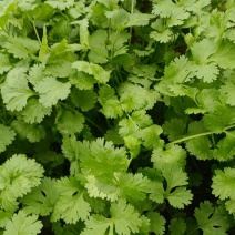 大叶香菜