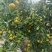 湖北宜昌蜜桔，质高皮细，水足味甜，欢迎客商订购。