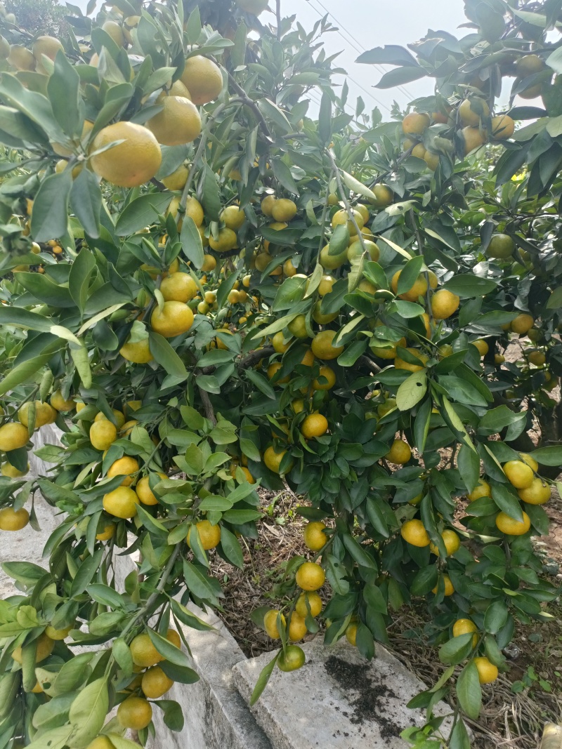 湖北宜昌蜜桔，质高皮细，水足味甜，欢迎客商订购。