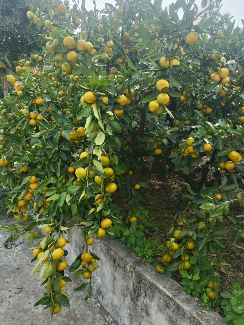 湖北宜昌蜜桔，质高皮细，水足味甜，欢迎客商订购。