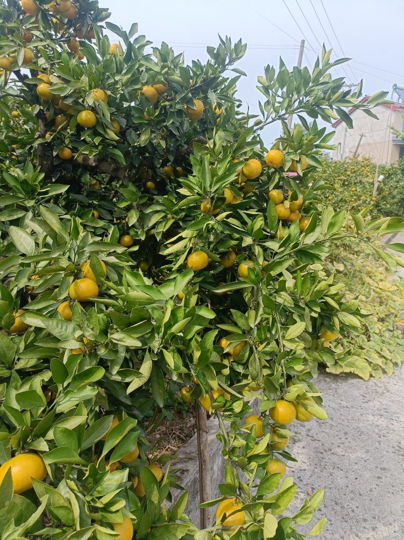 湖北宜昌蜜桔，质高皮细，水足味甜，欢迎客商订购。
