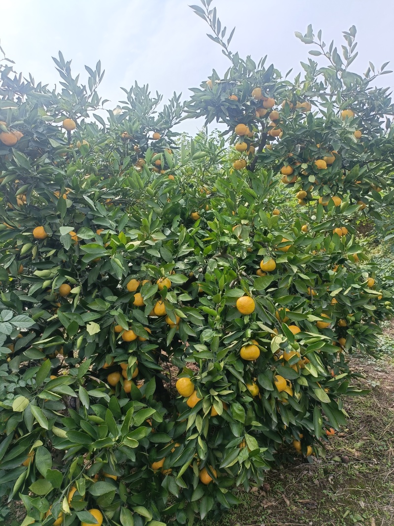 湖北宜昌蜜桔，质高皮细，水足味甜，欢迎客商订购。