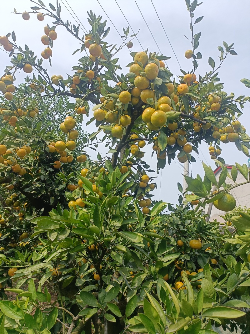 湖北宜昌蜜桔，质高皮细，水足味甜，欢迎客商订购。